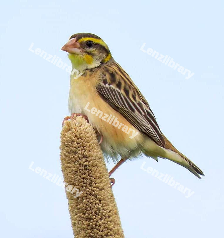 Black-breasted weaver